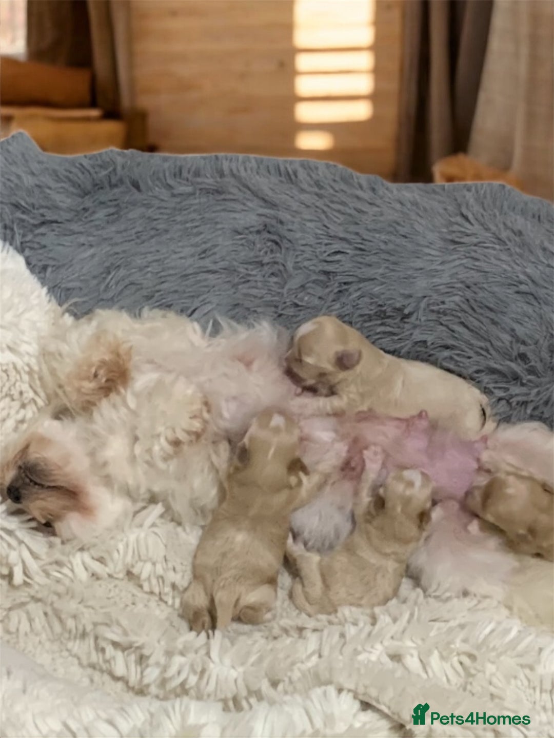 Maltipoo dogs for sale: 🧸 Tiny F1 Maltipoo Boys  - Image 6
