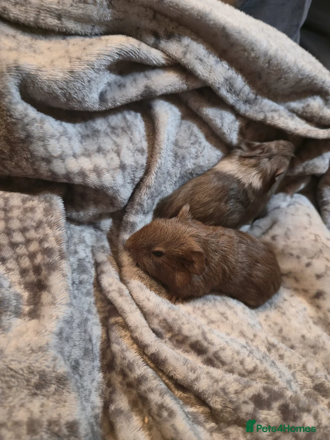 Guinea Pig rodents for sale: TWO PAIRS of male baby guinea pigs for sale.  in Bolton - Advert 2