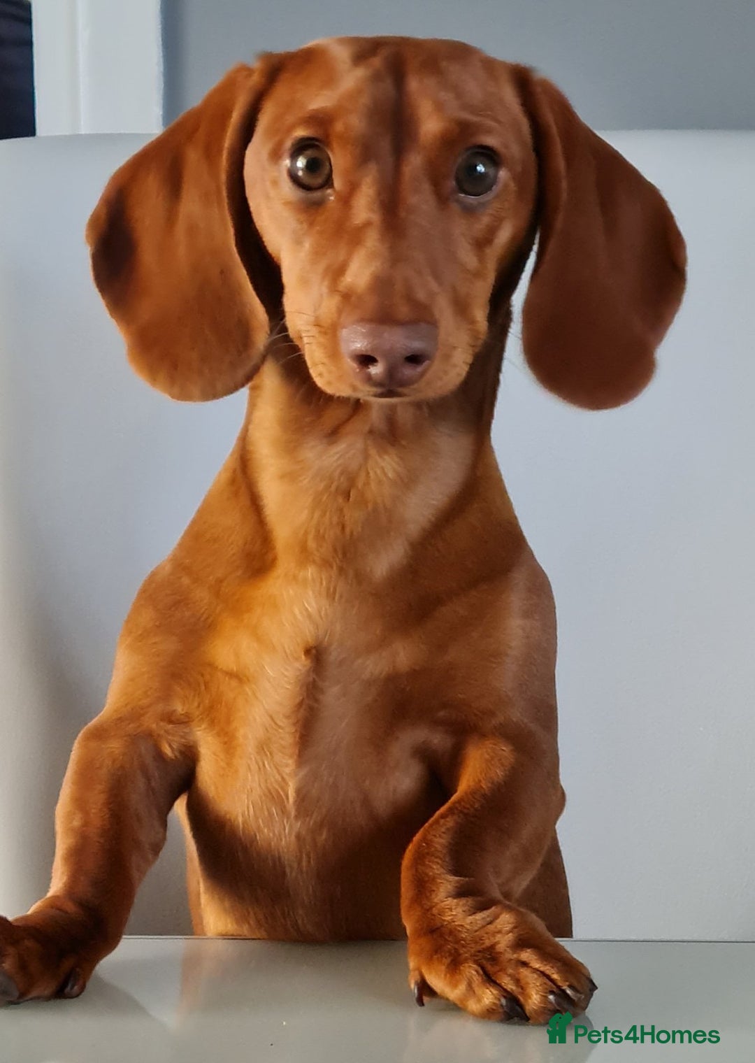 Miniature Dachshund dogs for stud: Richie proven and ready to stud. in Liverpool - Advert 2