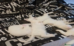 Turkish Angora cats for sale: Mr.Oleksii - Image 8