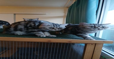 British Shorthair cats - Advert 8
