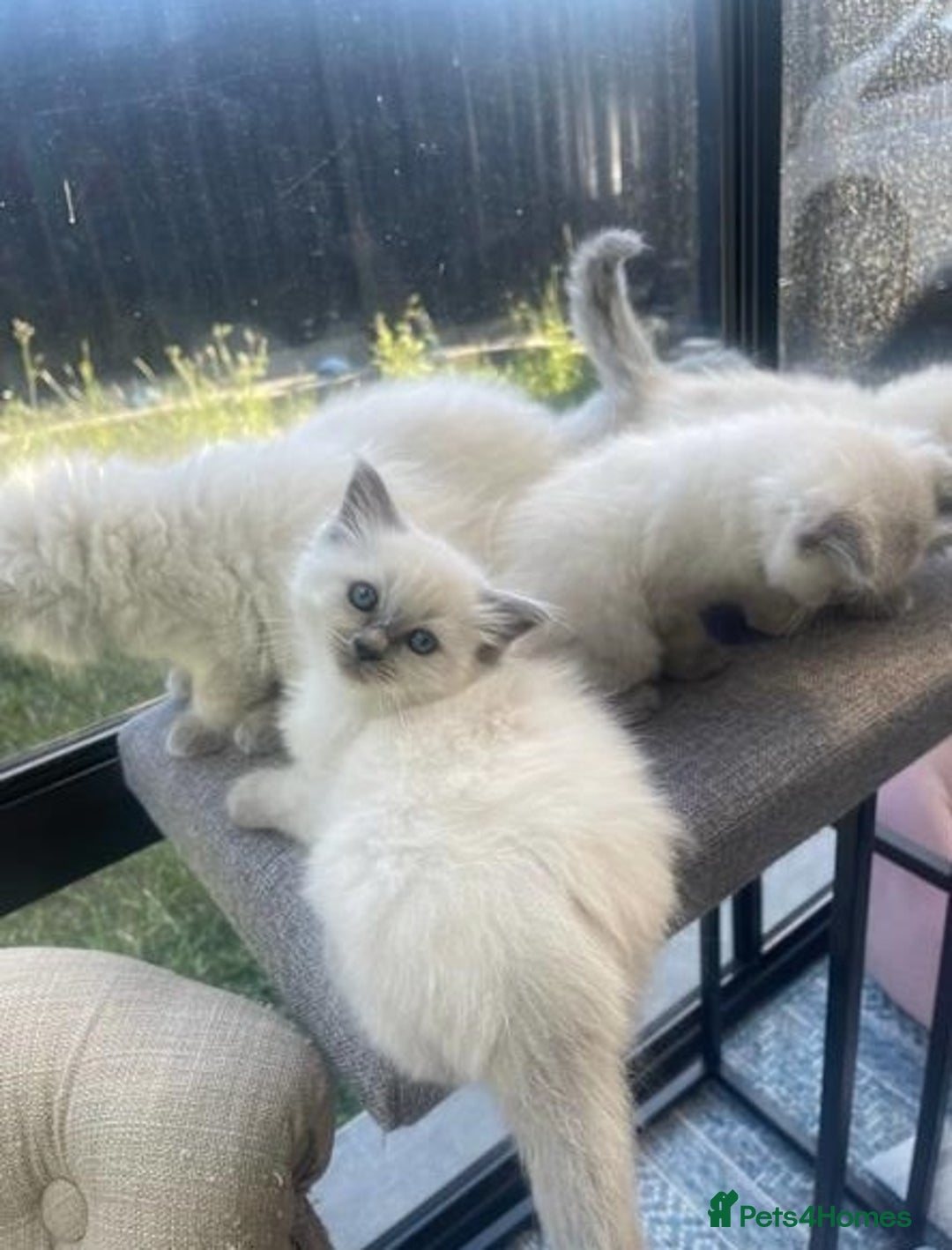 Ragdoll cats for sale: **Stunning pure bred ragdoll kittens*for*sale - Image 7