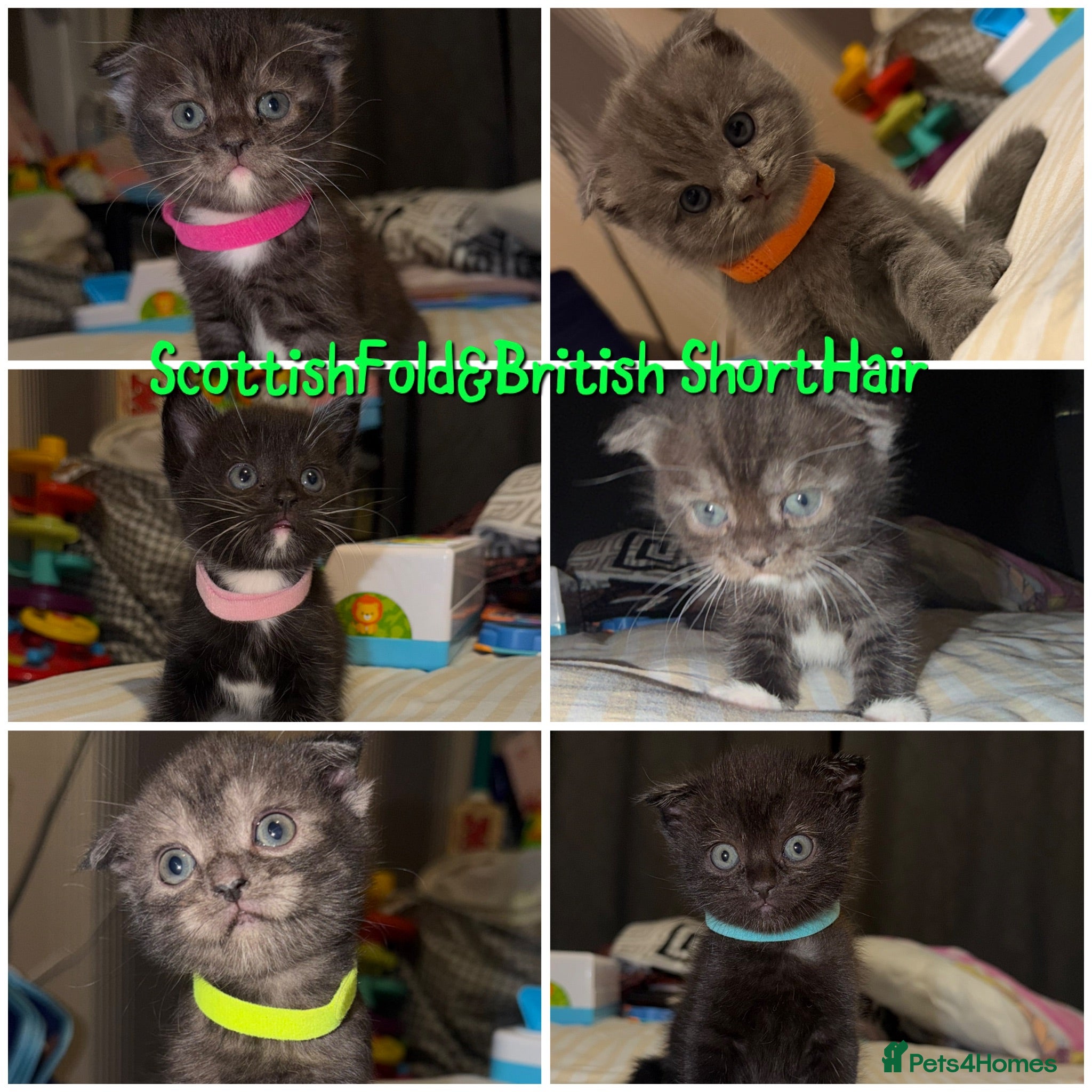 Mixed Breed cats RARE Gorgeous ScottishFold&British ShortHair  - Advert 2