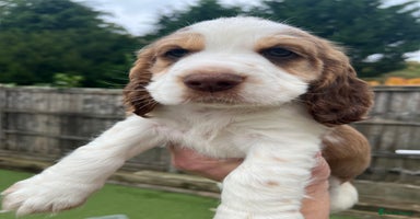 Cocker Spaniel dogs - Advert 5