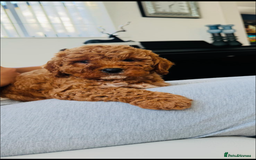 Cockapoo dogs for sale: Beautiful cockapoo puppy ♥️ - Image 4