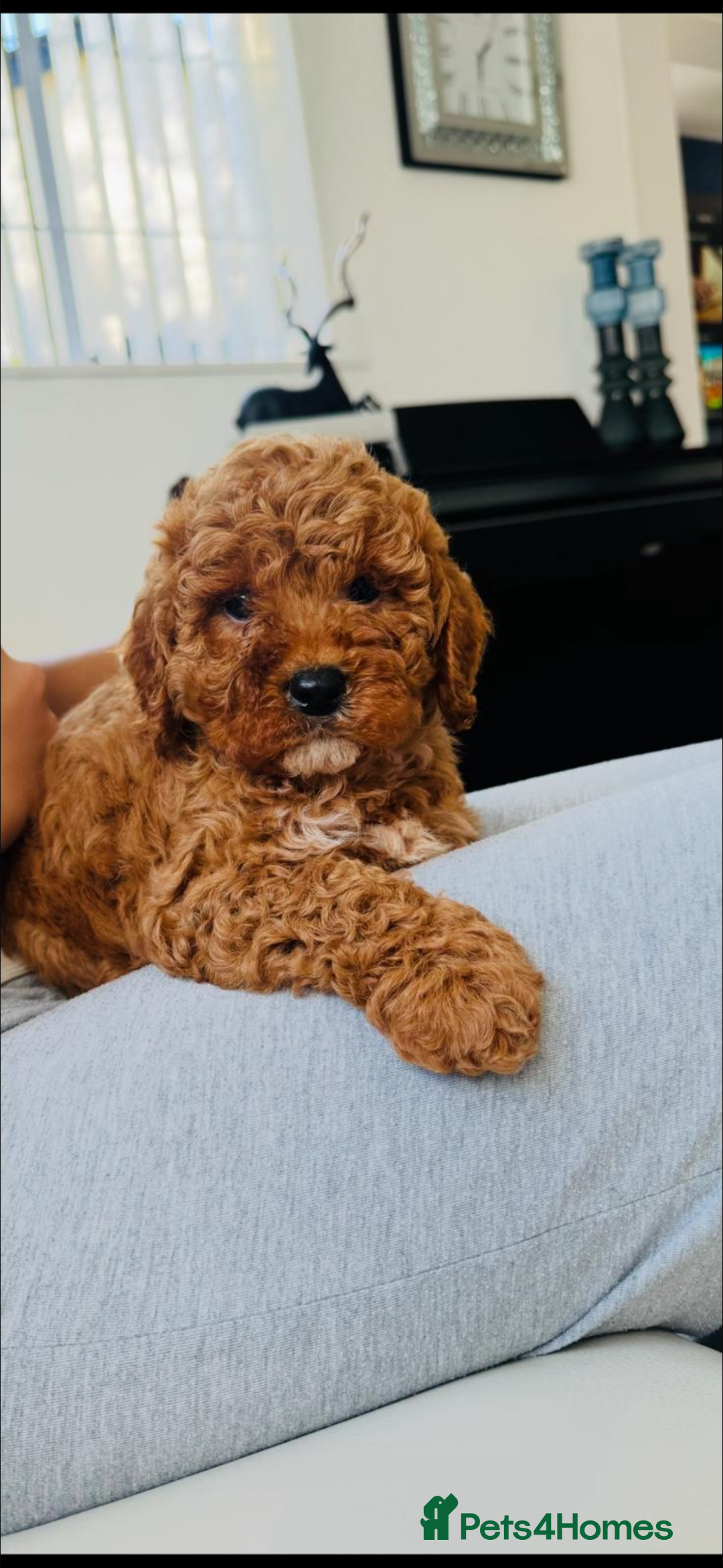 Cockapoo dogs for sale: Beautiful cockapoo puppy ♥️ - Image 4