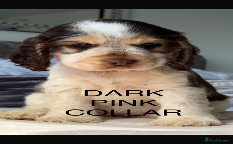 Cocker Spaniel dogs - Advert 2