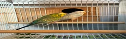 Budgerigars birds for sale: Breeding pairs budgies  - Advert 2