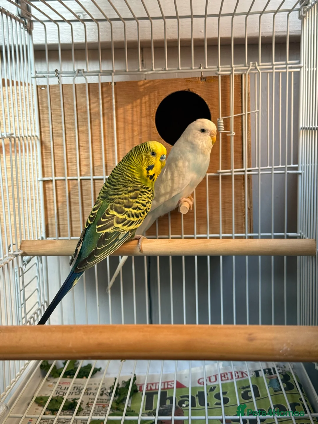 Budgerigars birds for sale: Breeding pairs budgies  - Advert 2