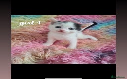 Mixed Breed cats for sale: beautiful kittens for sale(deposit required) - Image 12