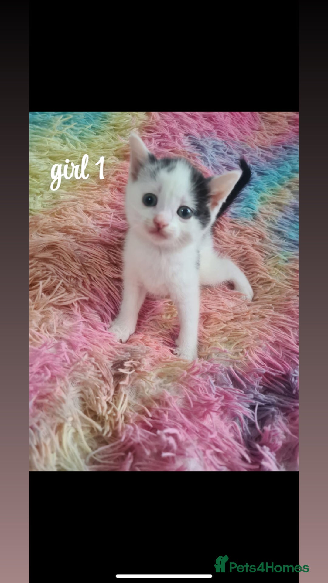Mixed Breed cats for sale: beautiful kittens for sale(deposit required) - Image 12