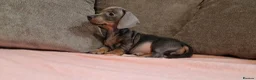 Miniature Dachshund dogs for sale: Ready to Leave  2 male 1 female in Bradford - Advert 3