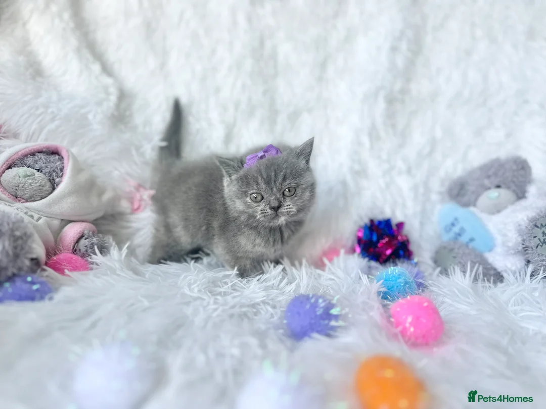 British Shorthair cats for sale: ⭐️ British Shorthair & Longhaired Kittens⭐️  - Advert 36