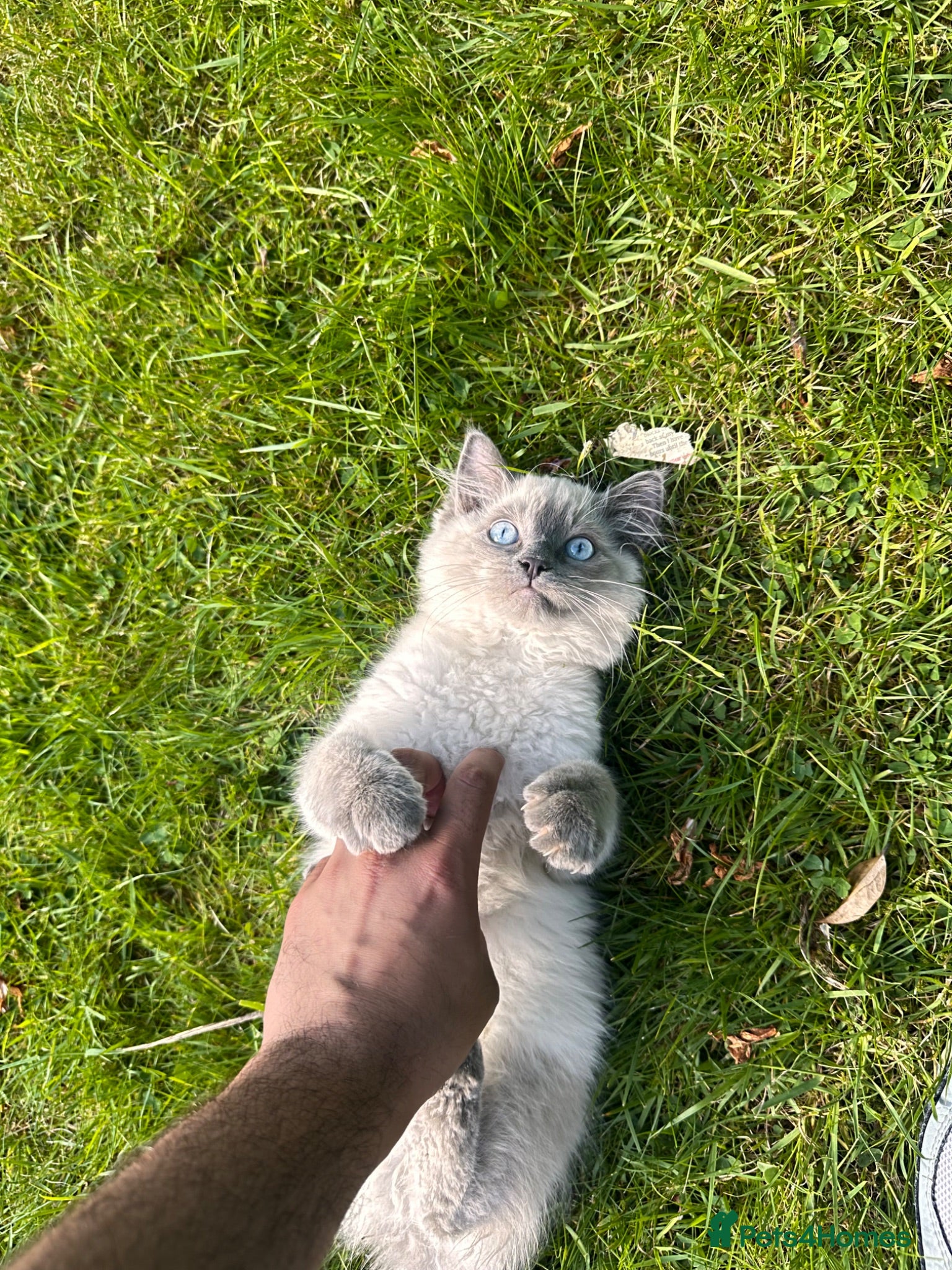 Ragdoll cats for sale: Beautiful ragdoll for sale last one  - Advert 1