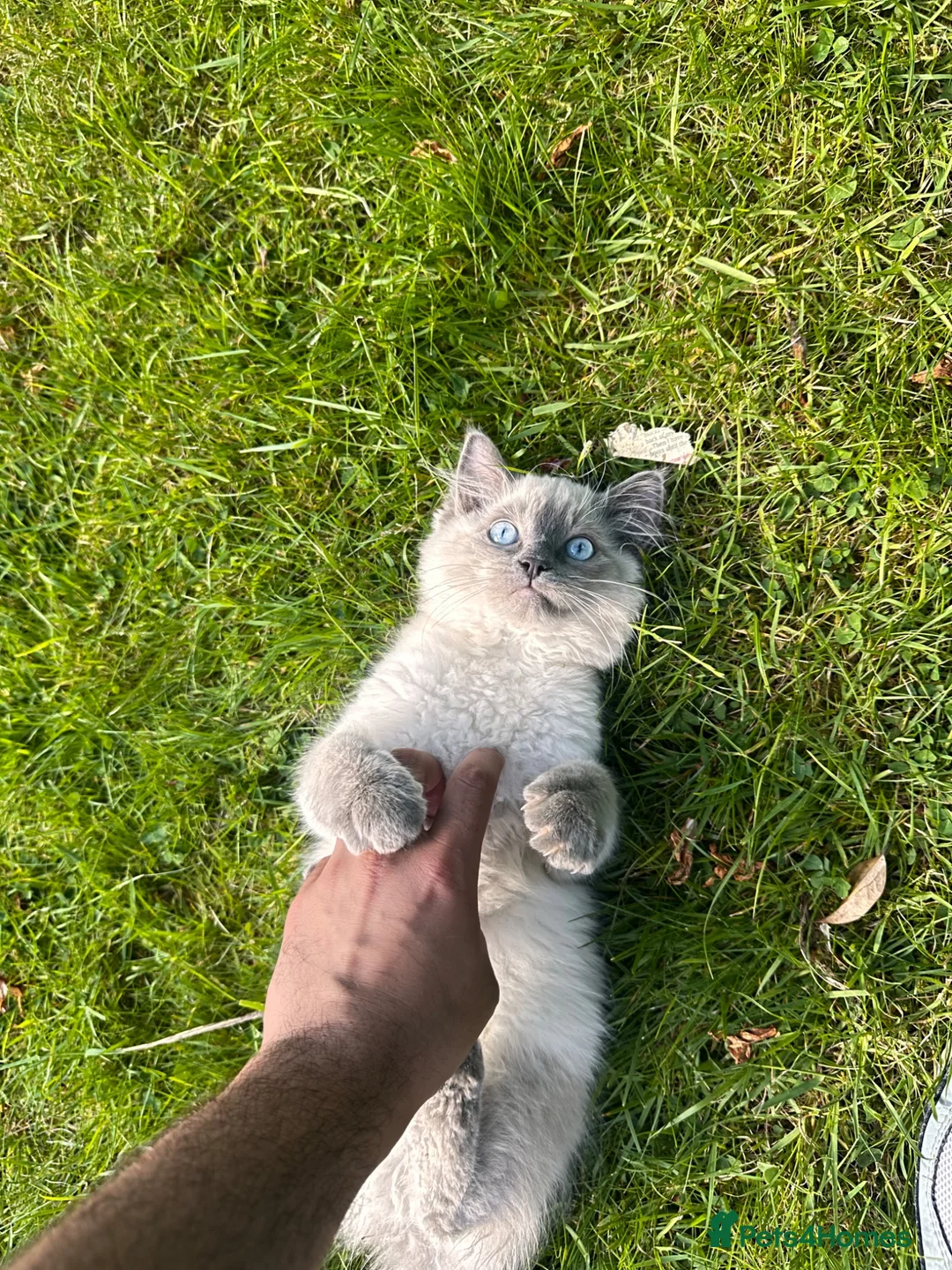 Ragdoll cats for sale: Beautiful ragdoll for sale last one  - Advert 1