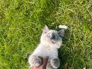 Ragdoll cats for sale: Beautiful ragdoll for sale last one - Advert 1