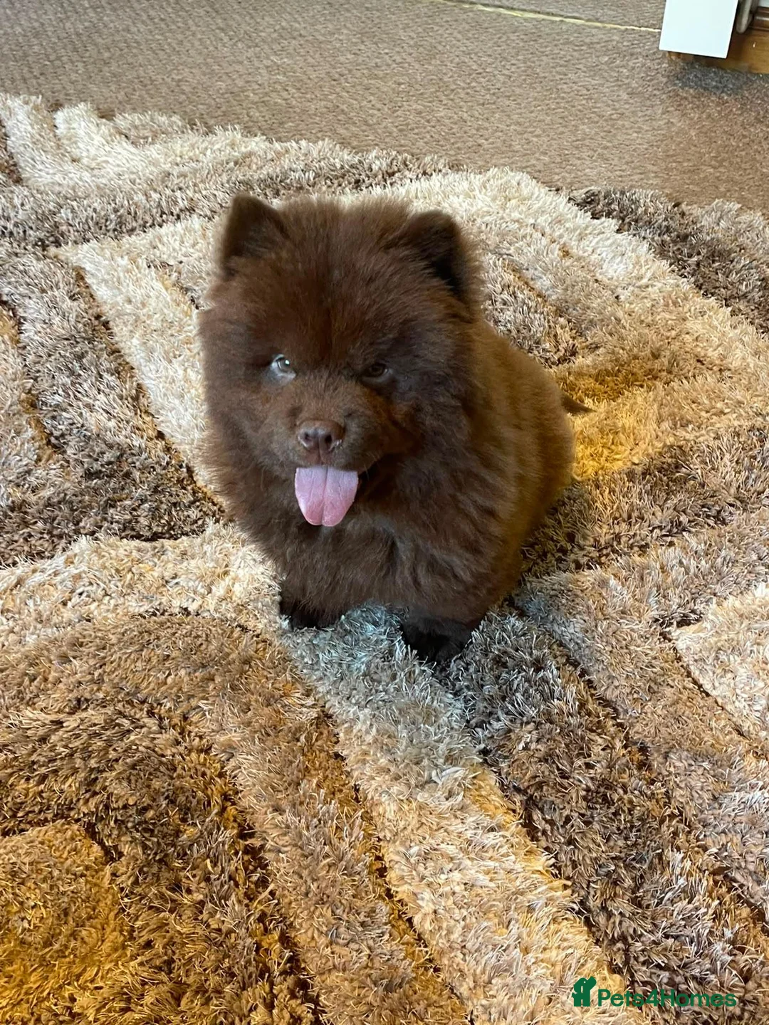 Chow Chow dogs for sale: **Reduced** Quality chow chow puppies.  - Advert 2