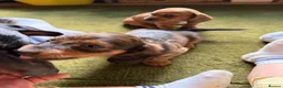 Dachshund dogs for sale: Standard kc Dachshund puppys  in Halifax - Advert 6