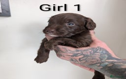 Cockapoo dogs for sale: Toy cocker poo f2 pups - Image 11