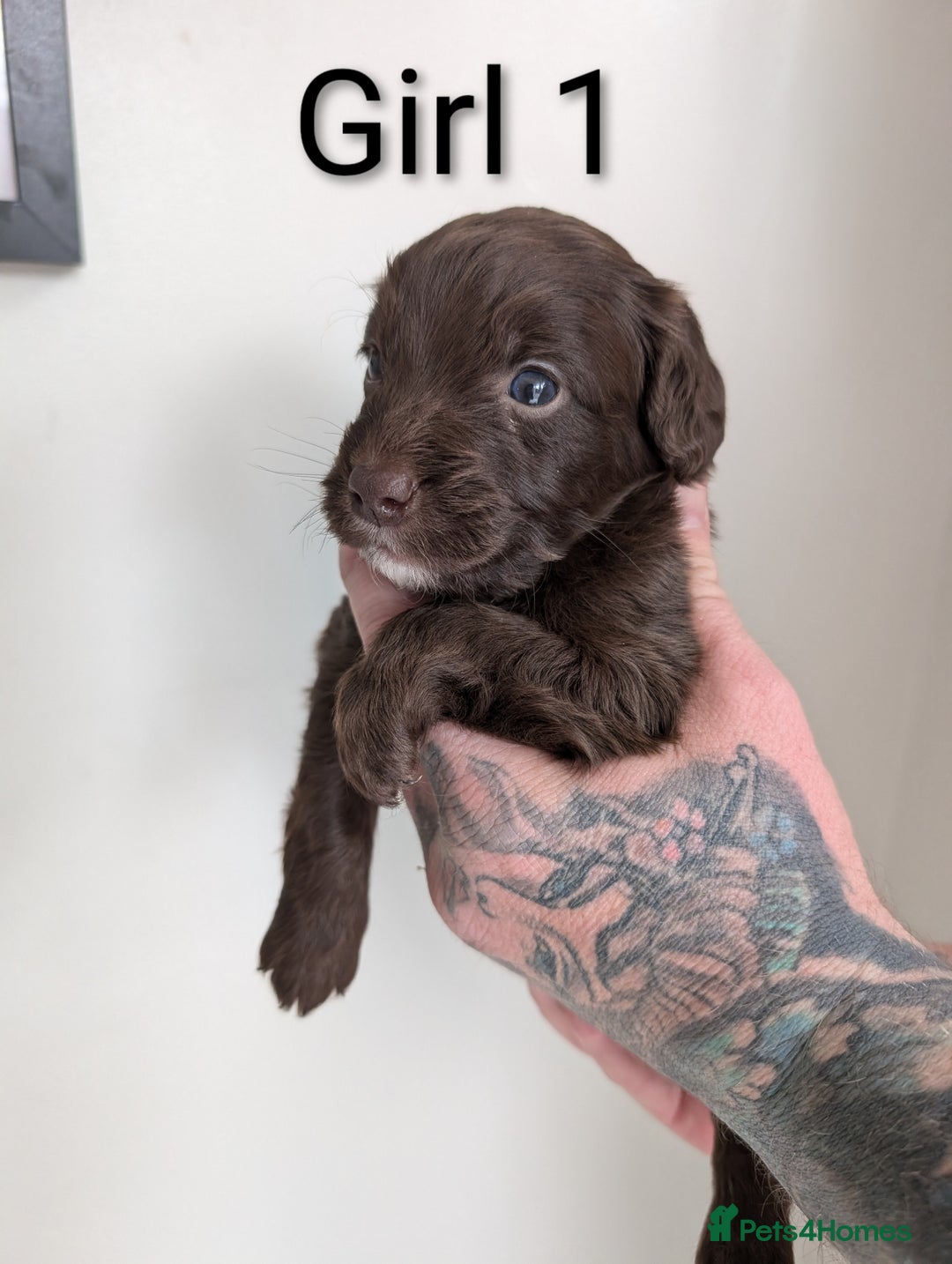 Cockapoo dogs for sale: Toy cocker poo f2 pups - Image 11