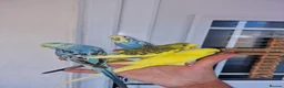 Budgerigars birds for sale: Super silly hand tamed baby budgies  - Advert 16