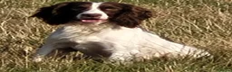 English Springer Spaniel dogs for sale: Exceptional English Springer Spaniel - Advert 2