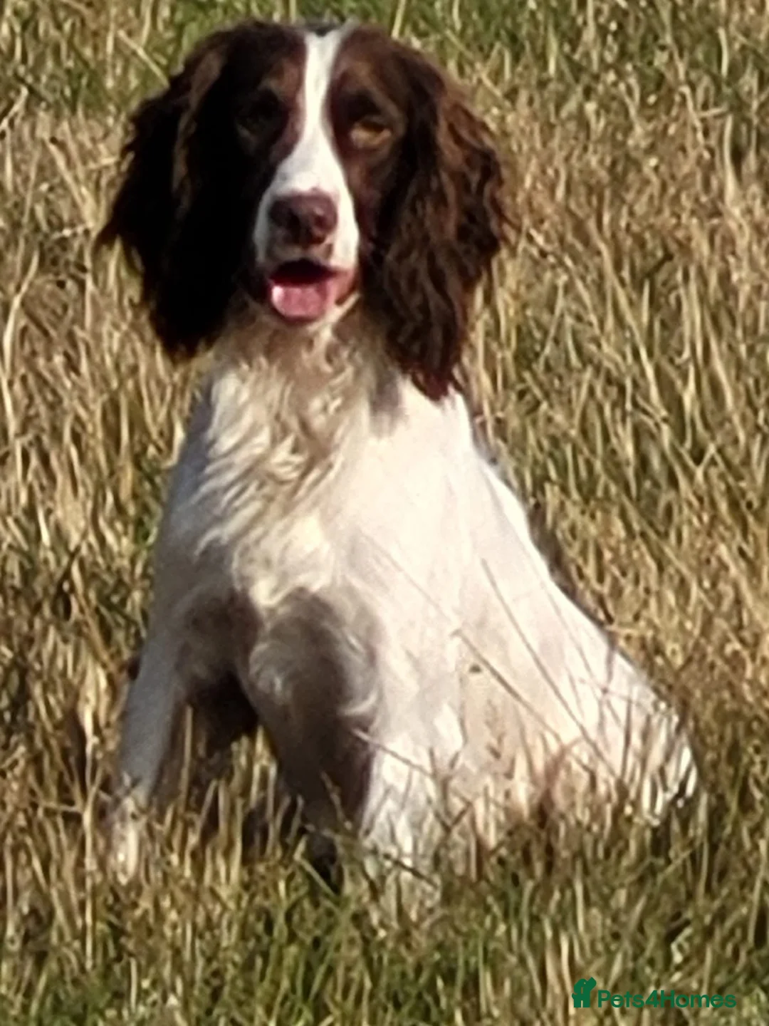 English Springer Spaniel dogs for sale: Exceptional English Springer Spaniel - Advert 2