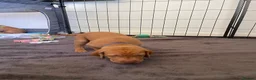Hungarian Vizsla dogs for sale: Hungarian vizsla puppies  in Thirsk - Advert 7