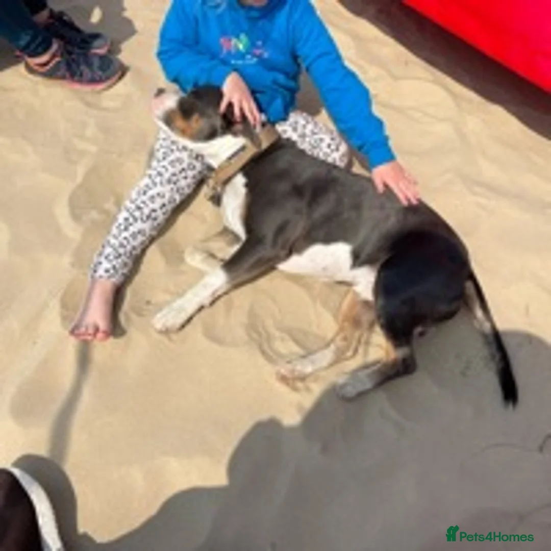 Staffordshire Bull Terrier dogs for stud: Tri Blue, PROVEN an the most beautiful temperament in Loughborough - Advert 18