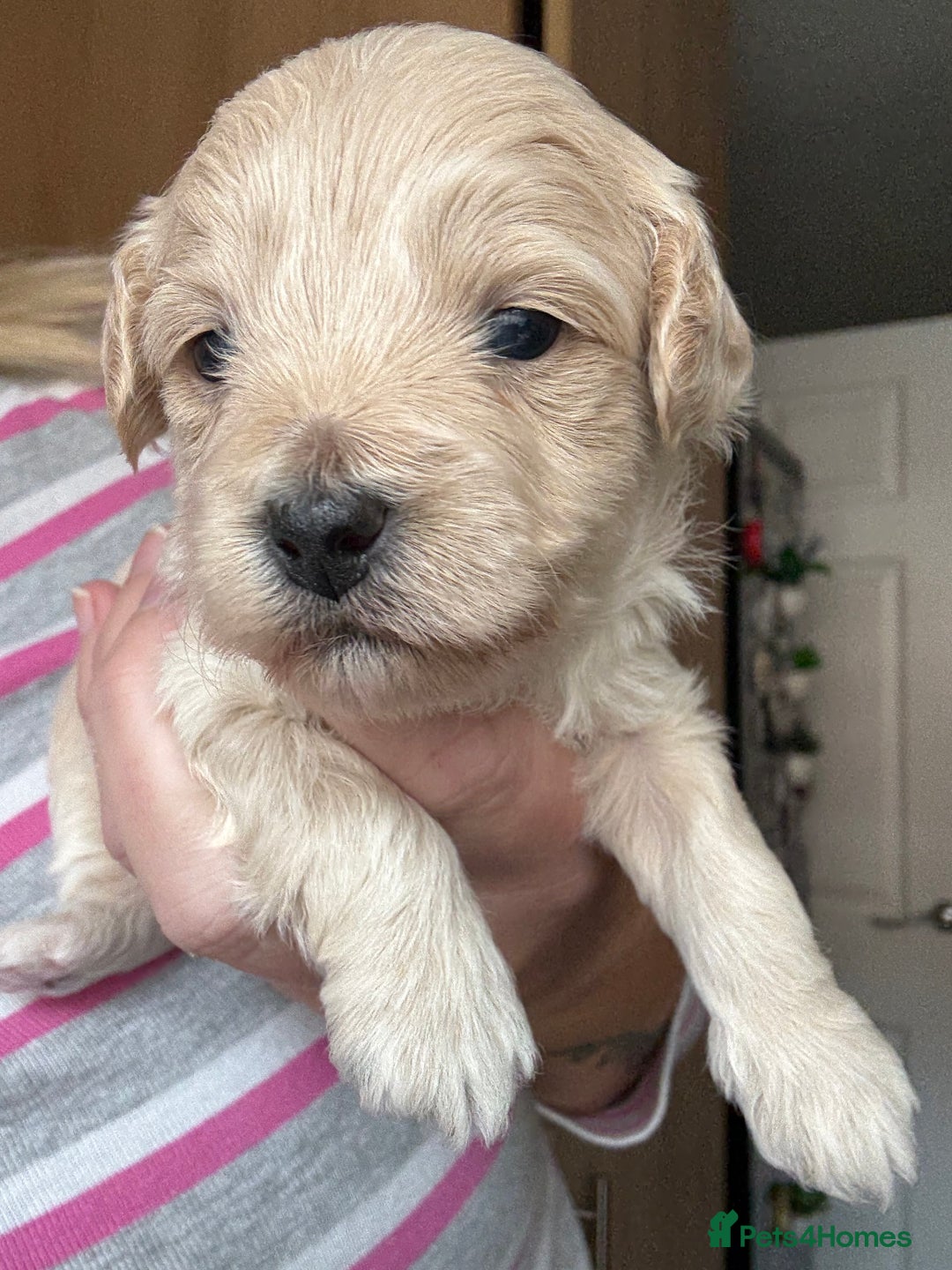 Maltipoo dogs for sale: Maltipoo puppies - Image 2