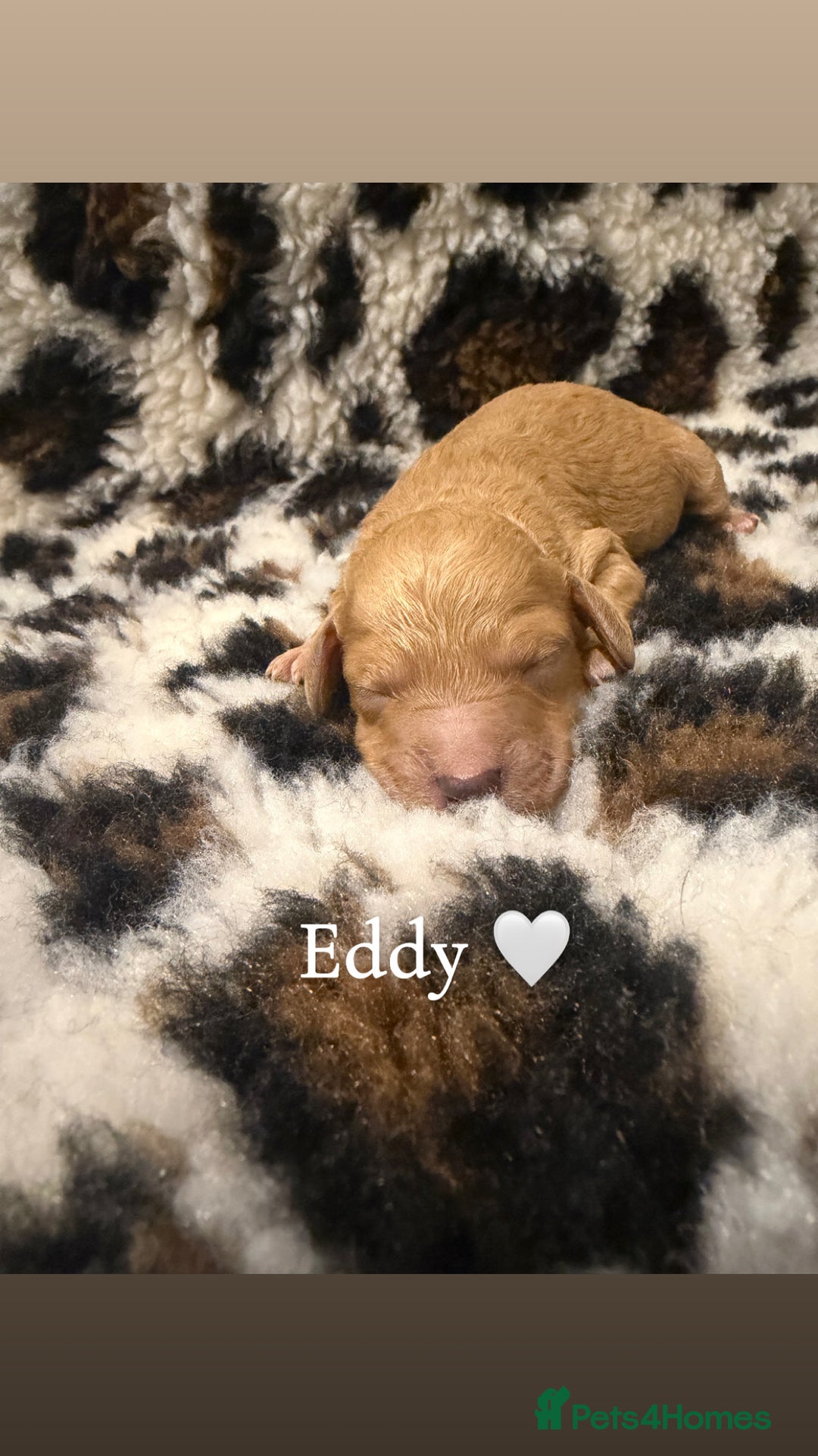 Cockapoo dogs for sale: 🌸Beautiful cockapoo puppies, ready 03 March🌸 - Advert 4