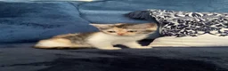 British Shorthair cats for sale: Beautiful British shorthair kittens - Advert 6
