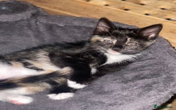 Domestic Shorthair cats for sale: Adorable Kittens for sale - 1 male and 1 female - Image 9