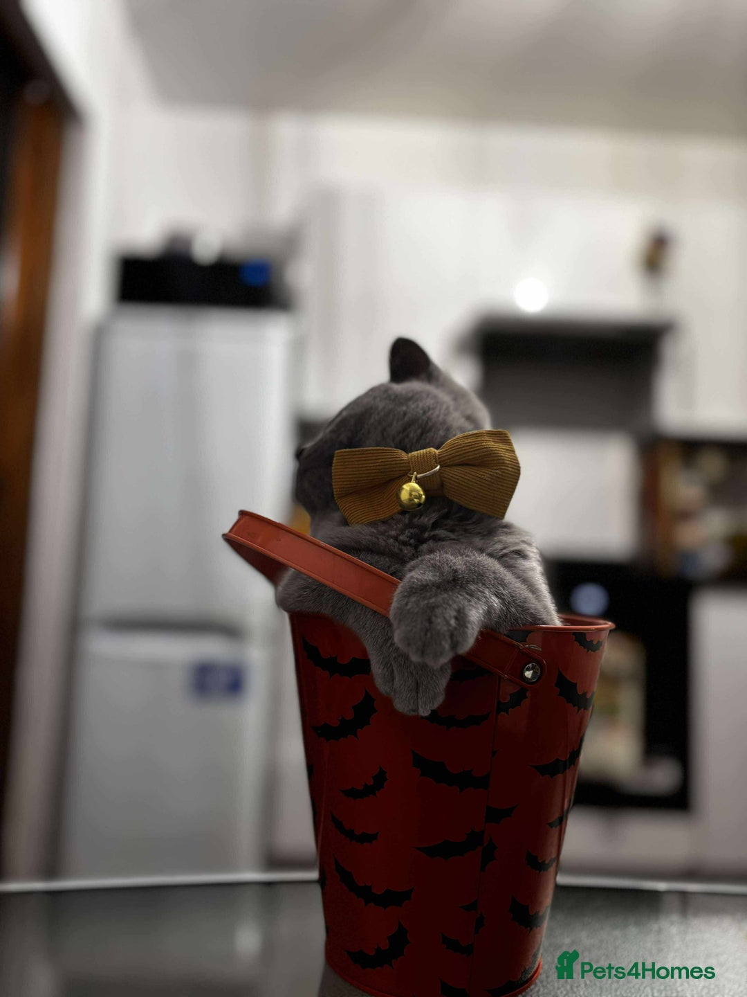 British Shorthair cats for sale: Pure Bred Blue British Shorthair  - Advert 9