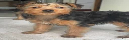 Yorkshire Terrier dogs for sale: Yorkshire Terrier Puppies 10 Weeks  - Advert 20