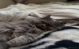 Scottish Fold cats for sale: Lovely girl looking for home - Image 2