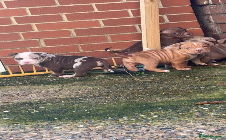 American Bully dogs - Advert 2