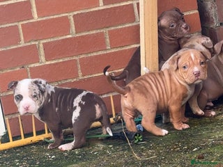 American Bully dogs - Advert 2
