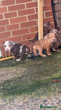 American Bully dogs - Advert 3