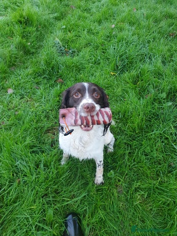 English Springer Spaniel dogs - Advert 1