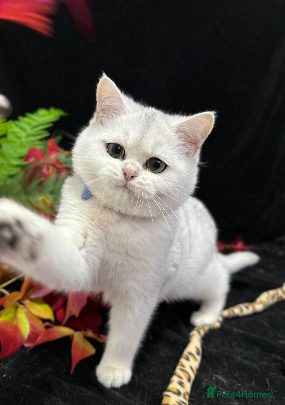 British Shorthair cats for sale: Tica British short hair kittens  - Image 27