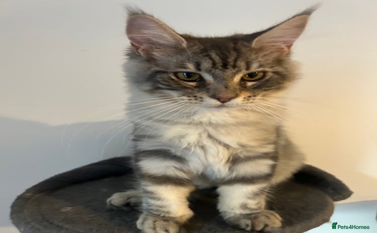 Maine Coon cats in Huddersfield - Advert 2
