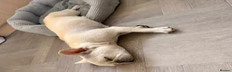 French Bulldog dogs for sale: French Bulldog  - Advert 2