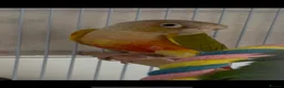 Conures birds for sale: TWO GORGEOUS 9 WEEK OLD CONURES  - Advert 6