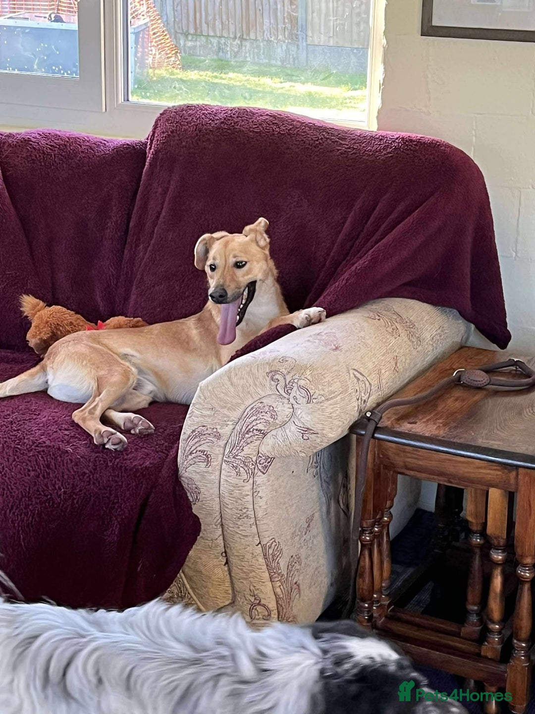 Mixed Breed dogs for adoption: OSCAR - Advert 3