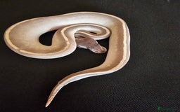 Python Snake reptiles for sale: CB25 Mystic Potion female - Image 2