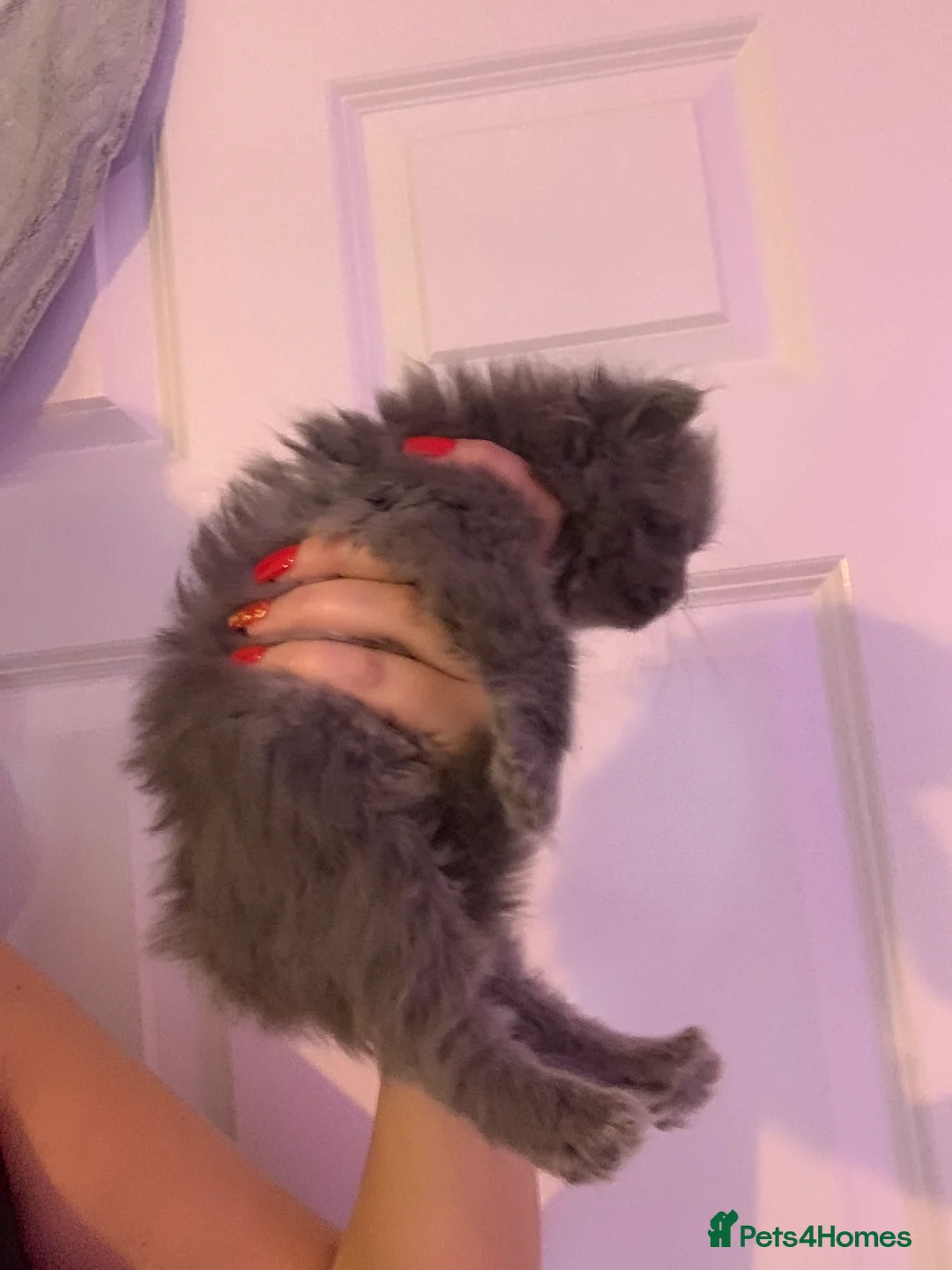 Persian cats for sale: Rainbow Persian kittens READY 14Th FEBRUARY  - Advert 5