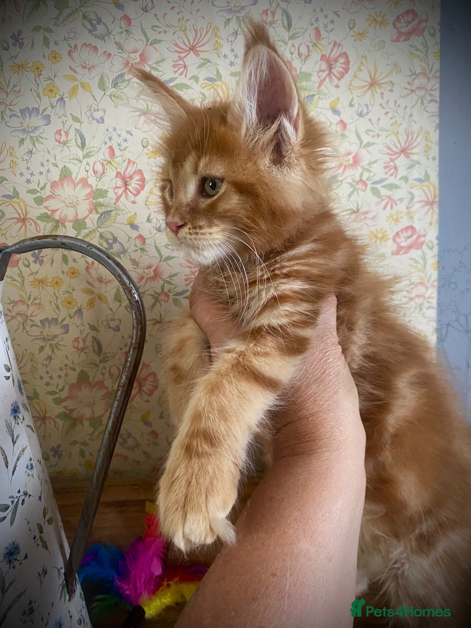 Maine Coon cats Full Maine Coon Russian Maine coon Kittens Males  - Advert 1