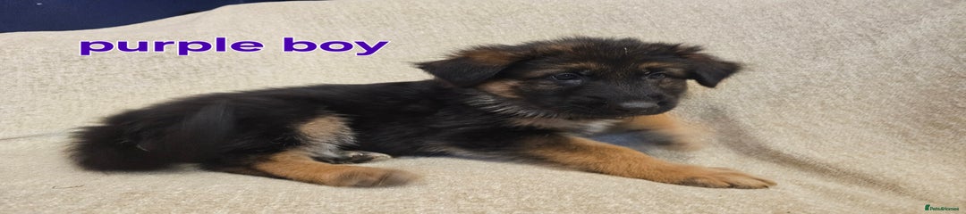 German Shepherd Puppy 4 💜