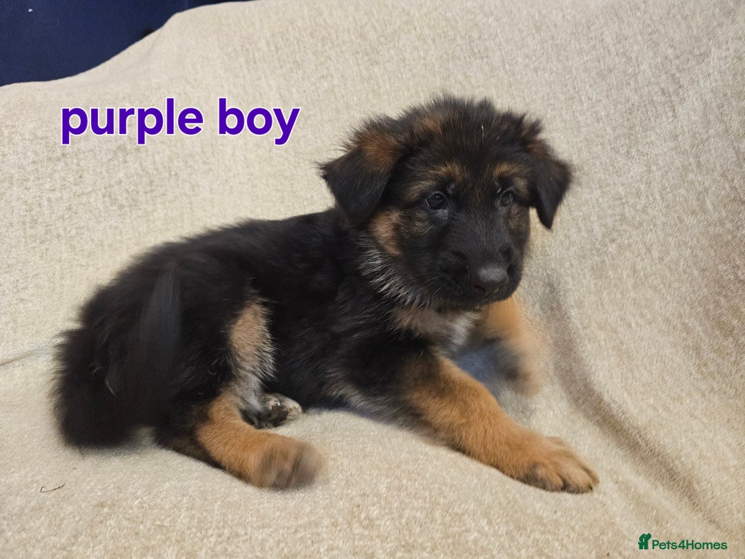 German Shepherd dogs for sale: German sheperd puppies - Image 7